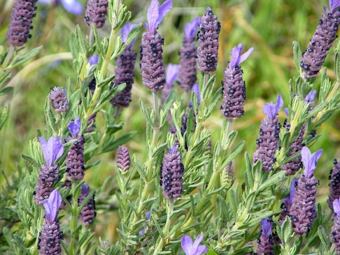 Lavandula